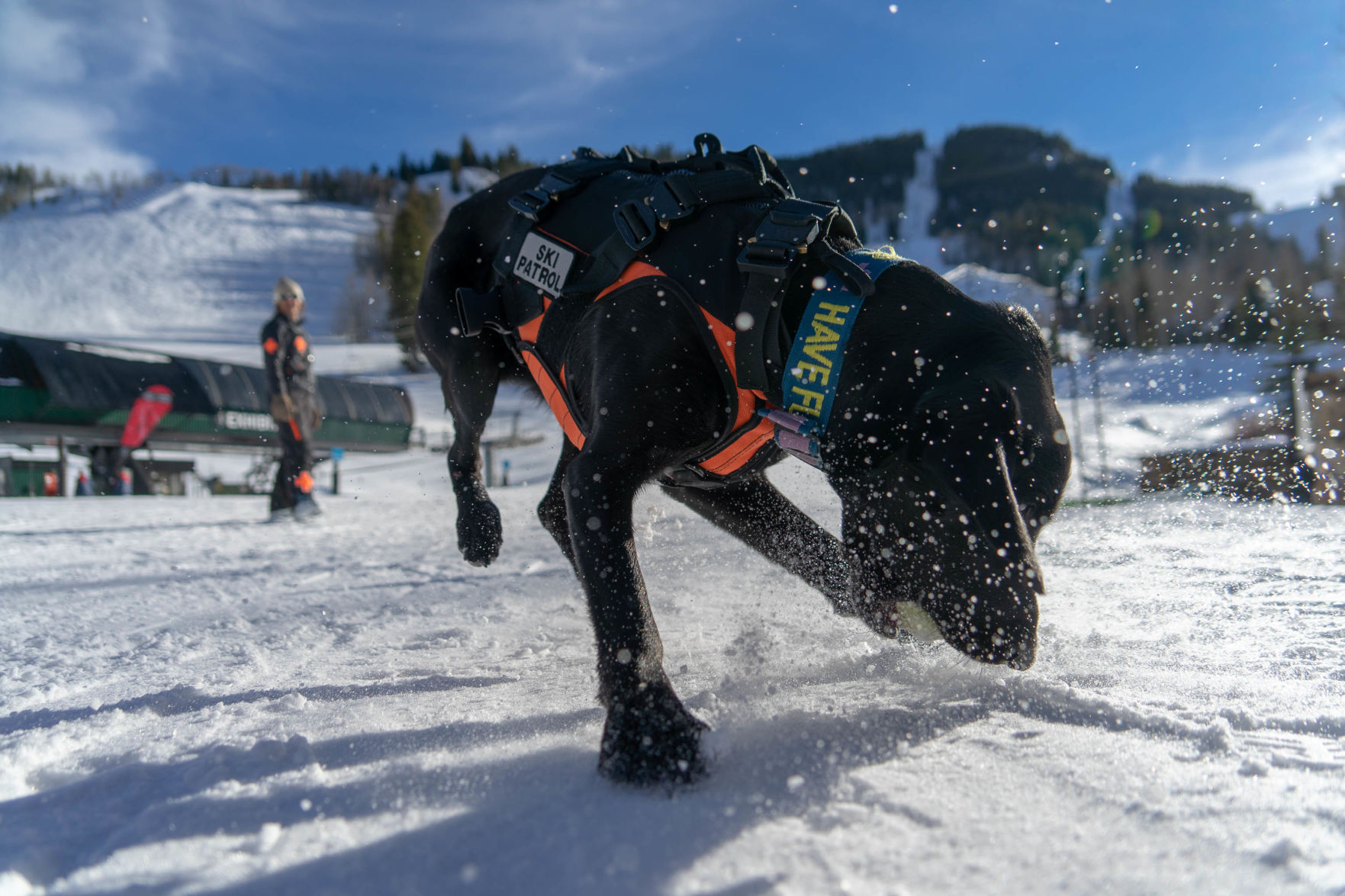 181220_HighlandsPatrolDogs3_CT.jpg